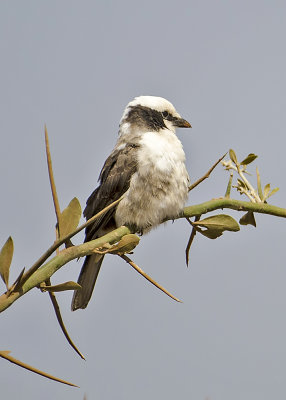 Fiscals and Shrikes