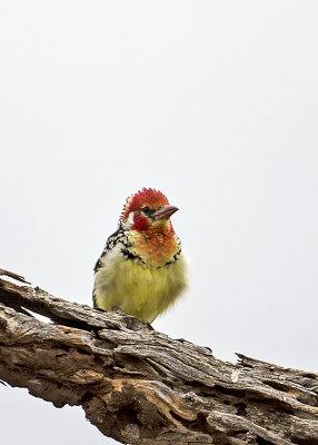 Red-and-yellow Barbet