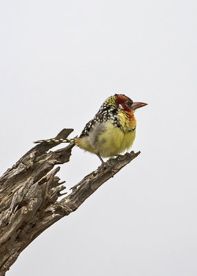 Red-and-yellow Barbet