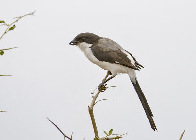 Grey-backed Fiscal