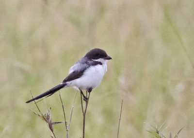 Long-tailed Fiscal