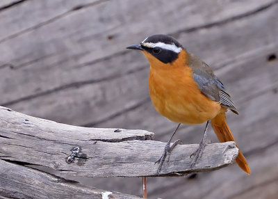 White-browed Robin-chat