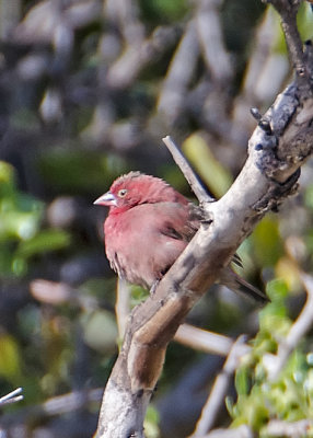 Red-billed  Firefinch