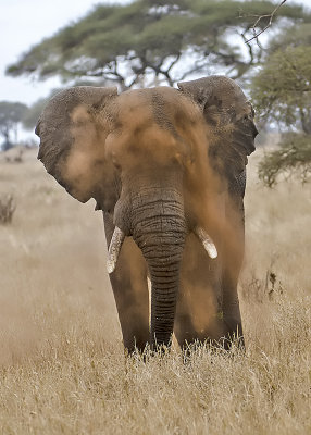 Elephant