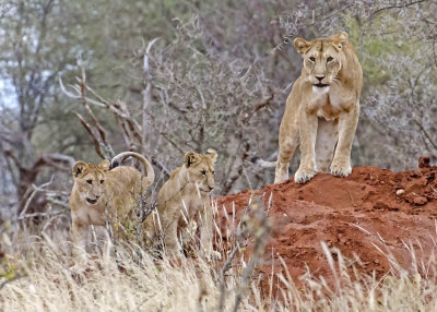 Ma lion and cubs