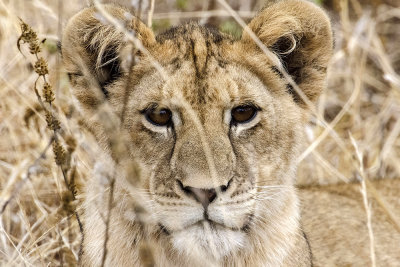 Lion Cub