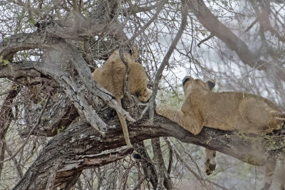 Lion Cub