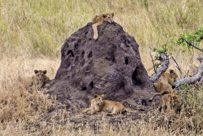 Lions on Ant hill