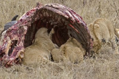 Cubs in Wildebeest Carcas