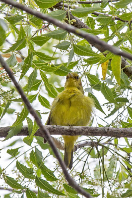 Yellow Mangrove Warbler
