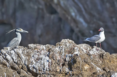 Yellow-crowned Night-heron and Laughing Gull