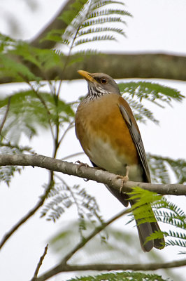 Rufous-backed Robin