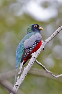 Elegant Trogon