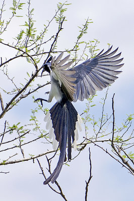 Black-throated Magpie-jay