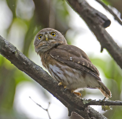Colima Pygmy-Owl {E}
