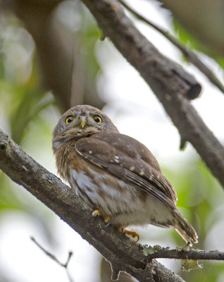 Colima Pygmy-Owl {E}