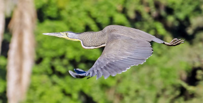 Bare-throated Tiger-Heron