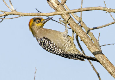 Golden Cheeked Woodpecker