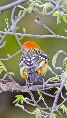 Flame-colored Tanager