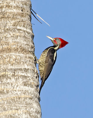 Lineated Woodpecker