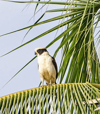 Laughing Falcon