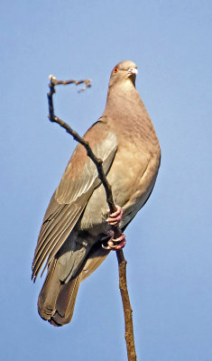 Red-billed Pigeon