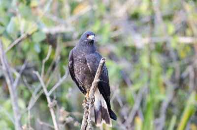 Snail Kite