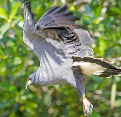 Snail Kite