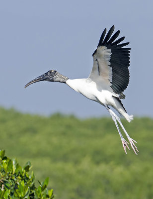 Wood Stork