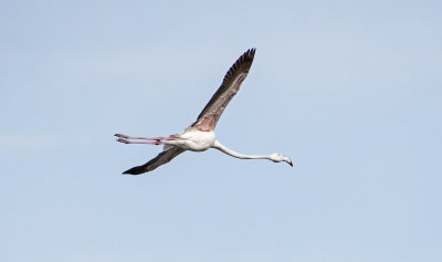 Greater Flamingo (juvi)