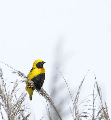 Yellow-crowned Weaver