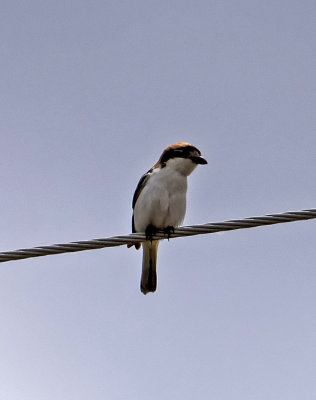 Woodchat Shrike