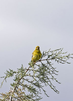 Green Finch