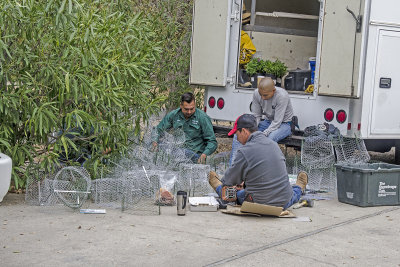 Portola Valley Garden Redo