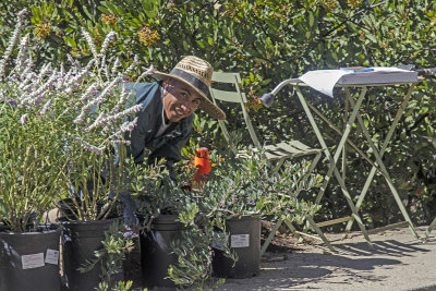 Portola Valley Garden Redo