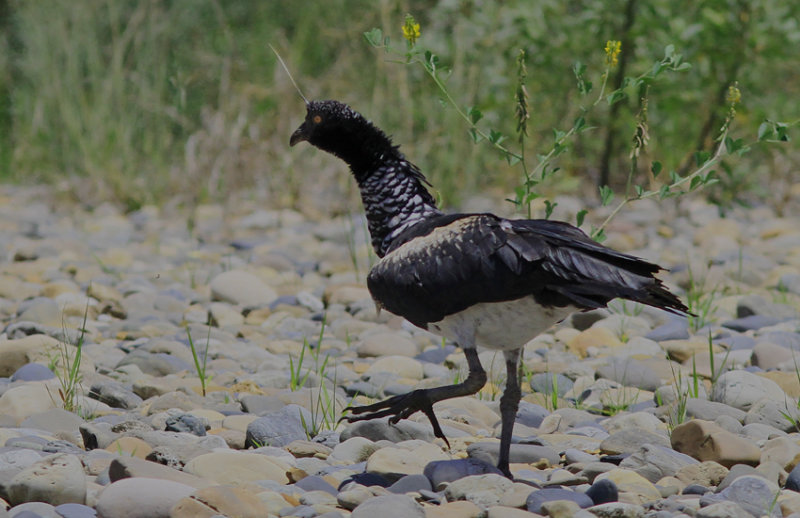 Horned Screamer 