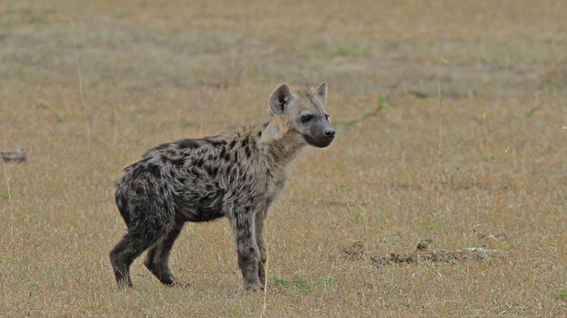  Hyaena 