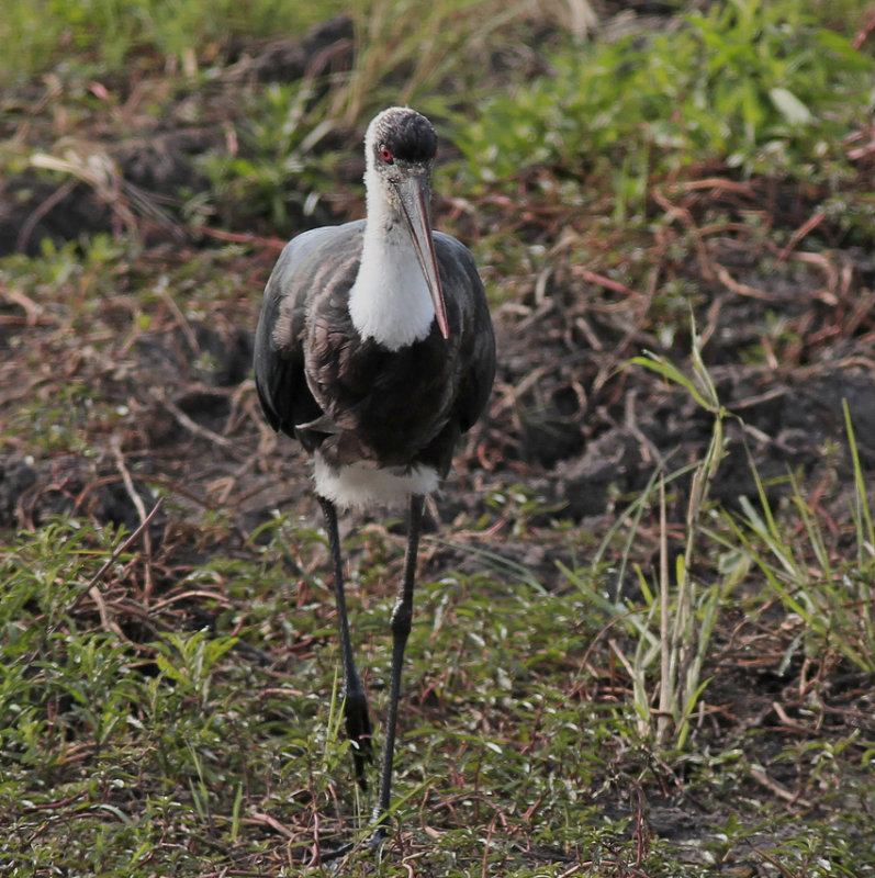 Woolly-necked Stork 