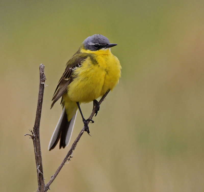 Yellow Wagtail 