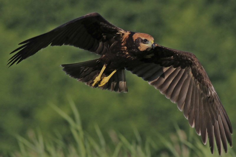 Marsh Harrier  