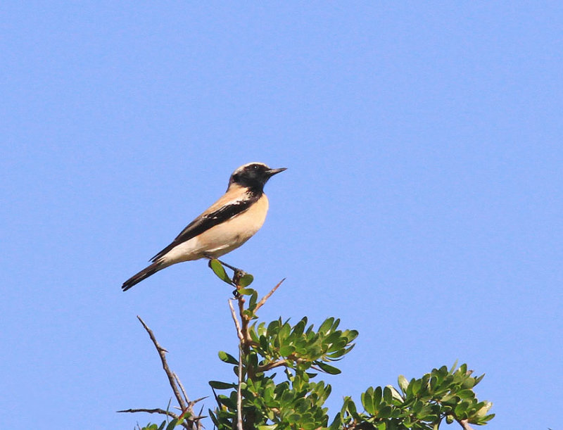 Desert Wheatear  