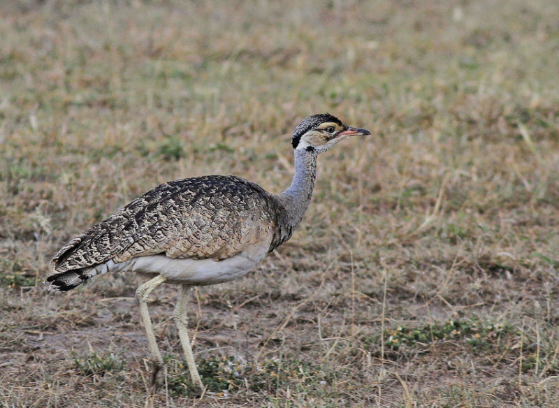 White-bellied Bustard 