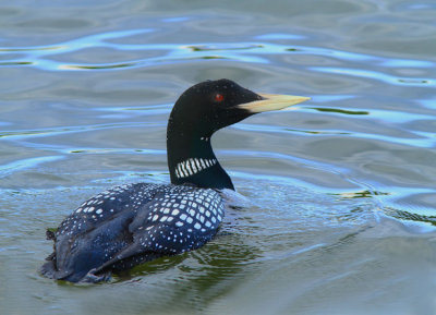 Yellow-billed Loon