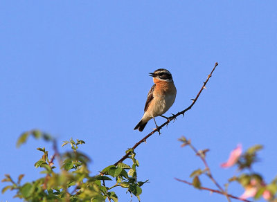 Whinchat