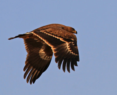 Steppe Eagle