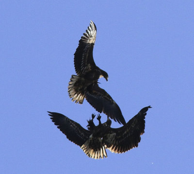 White- tailed Eagle
