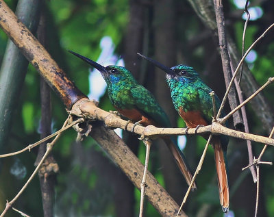 Bluish-Fronted Jacamar