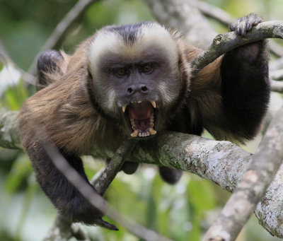 Brown Capucine Monkey