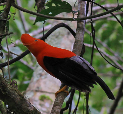 Andean cock-of-the-Rock 