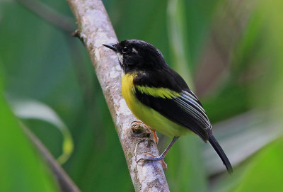 Black backed tody Flfcatcher Endemic 850.jpg